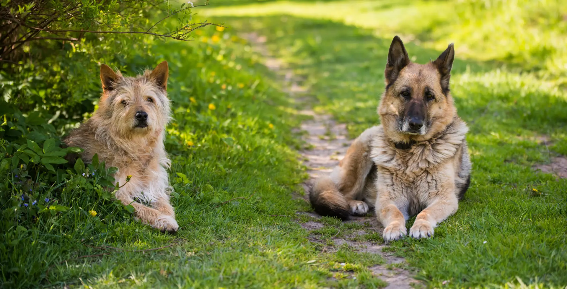 What to consider before getting a second dog